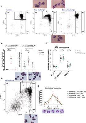 Kinetics of Neutrophil Subsets in Acute, Subacute, and Chronic Inflammation